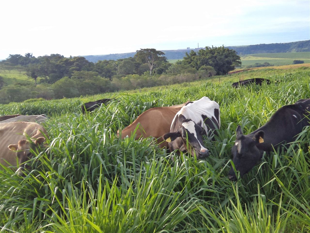 Manejo Do Pasto: Qual O Melhor Tipo De Pastejo Para Cada Espécie ...